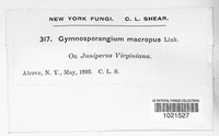 Gymnosporangium macropus image